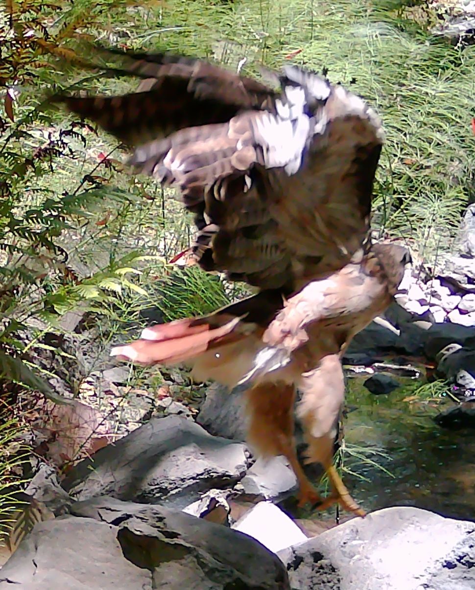Redtail hawk