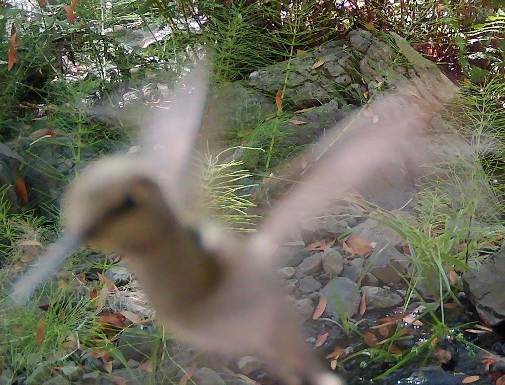 Hummingbird