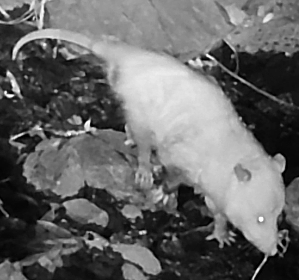 Opossum