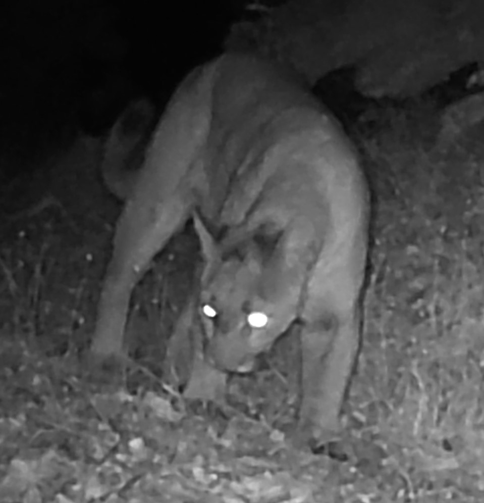 Cougar on trail