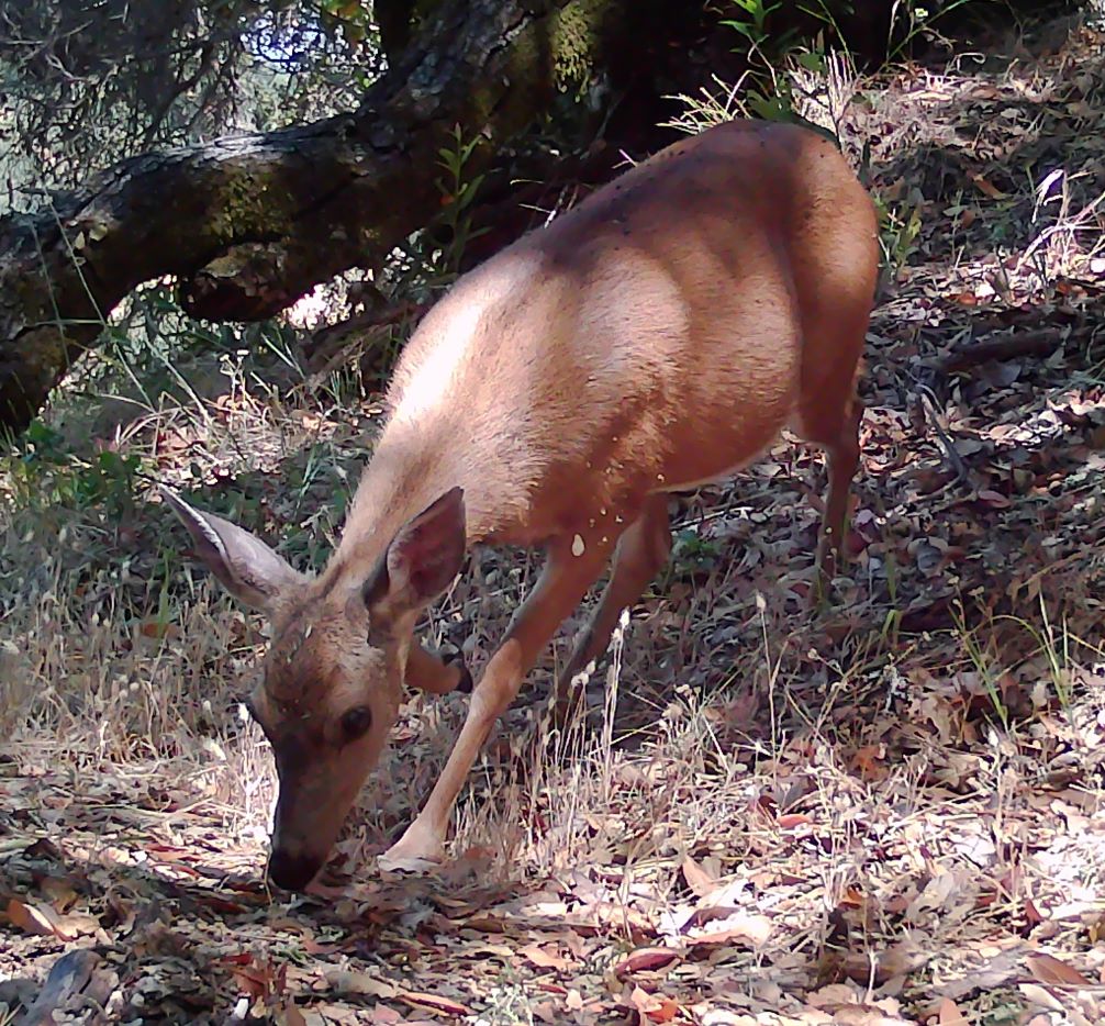 Doe on trail