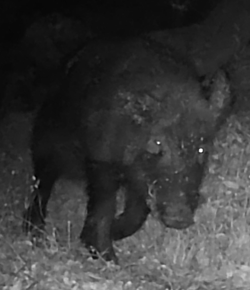 Feral hog on trail