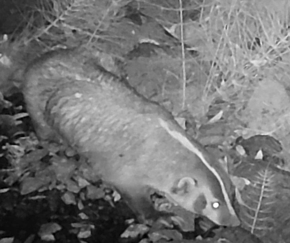 American badger