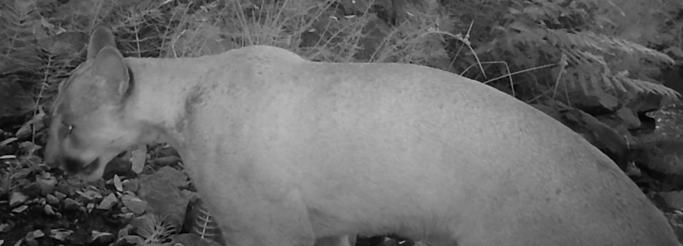 Mountain lion