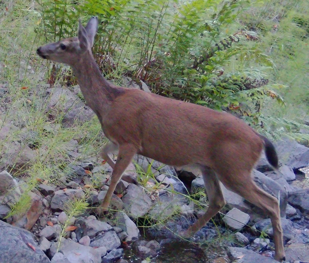 Blacktail doe