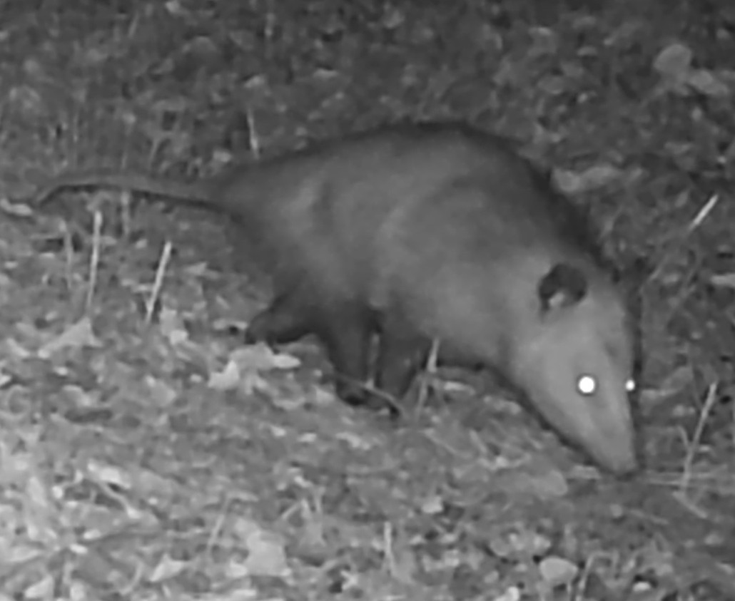 Opossum