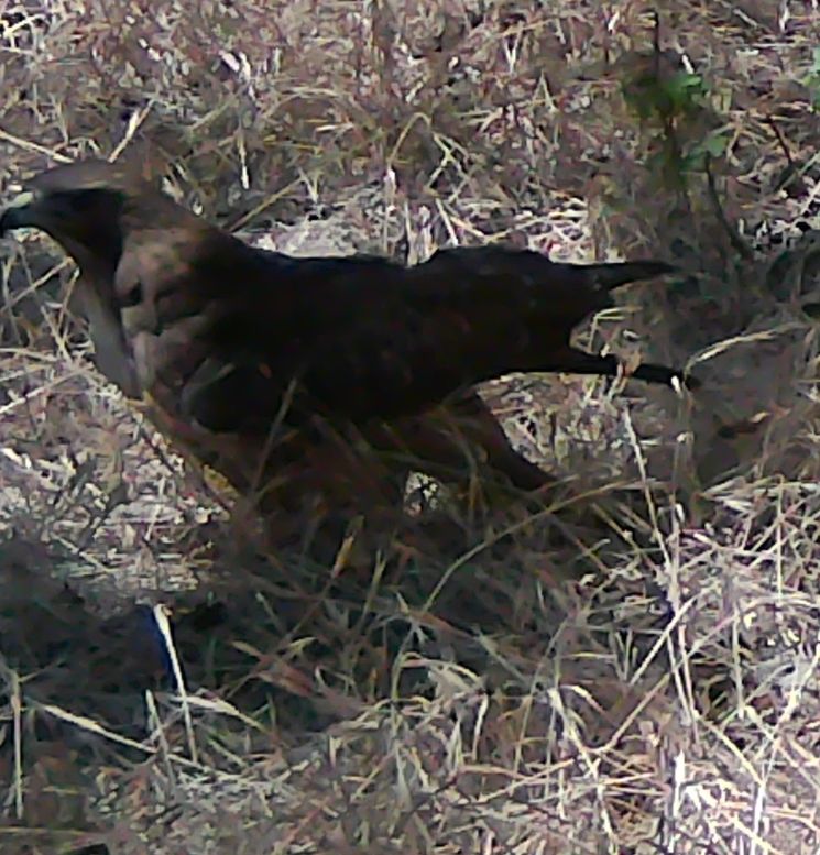 Redtail