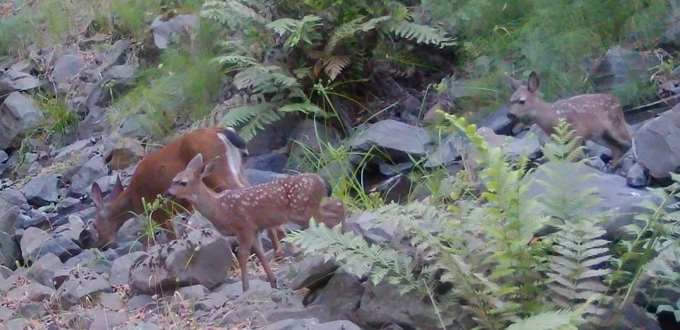 Blacktail doe and fawns