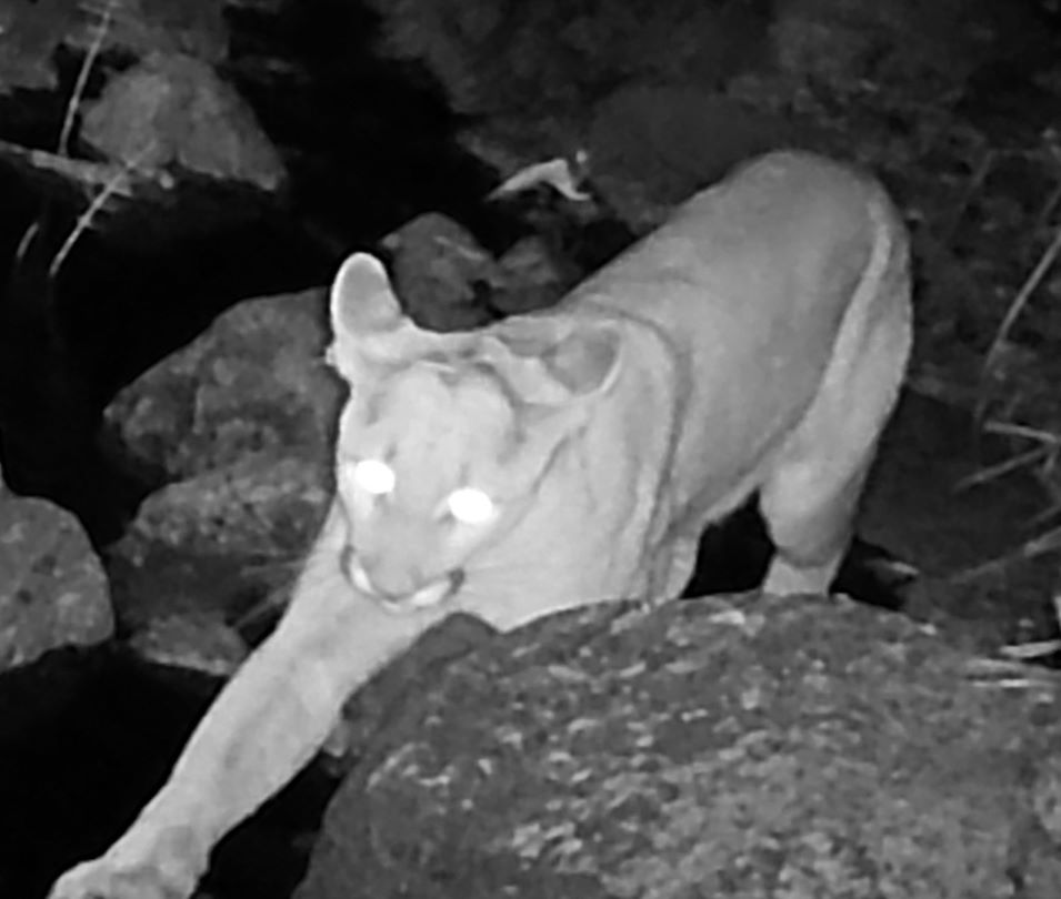 Mountain lion