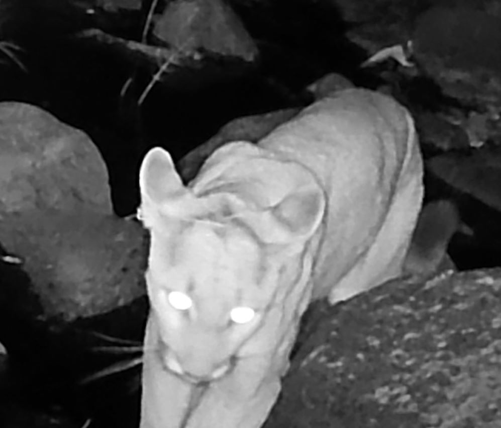 Mountain lion
