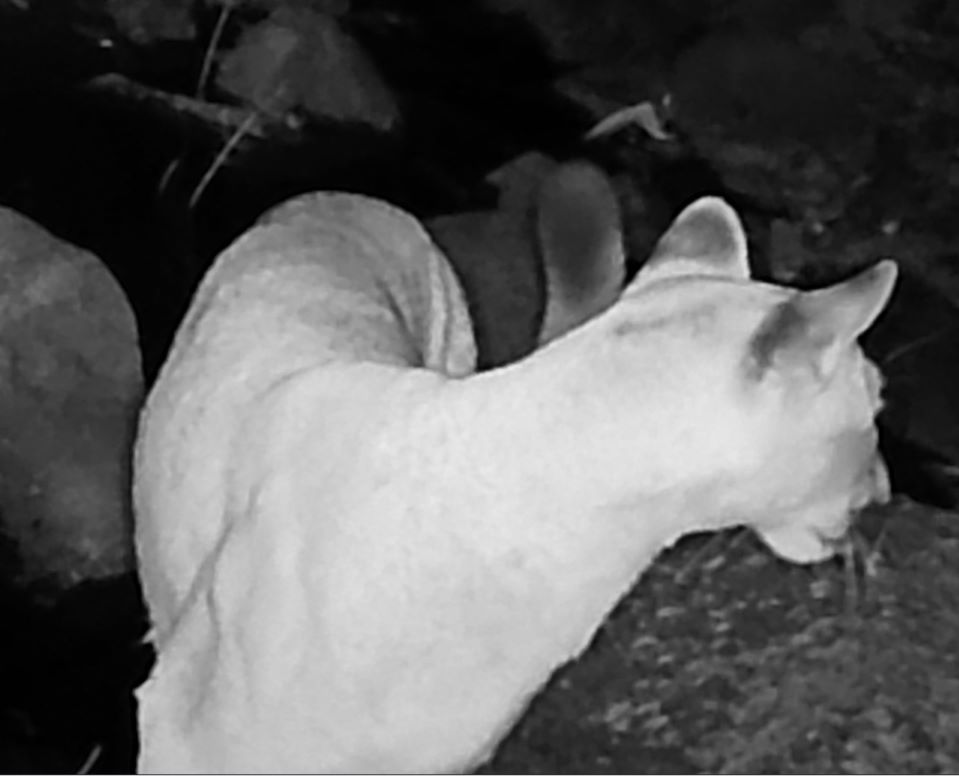 Mountain lion