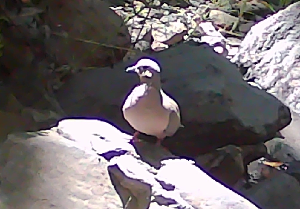 Mounting dove
