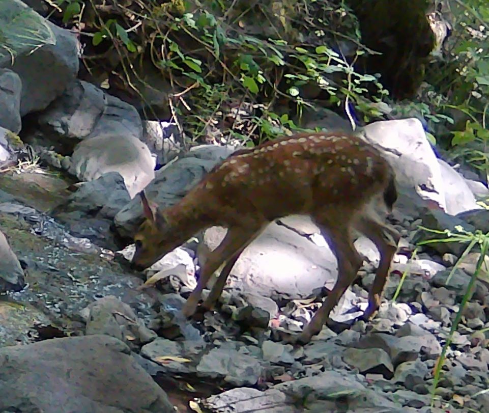 Blacktail fawn