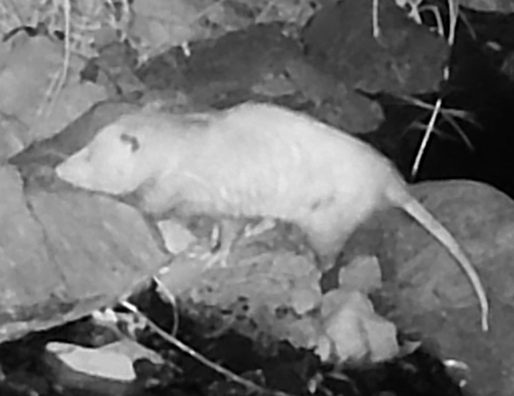 Opossum