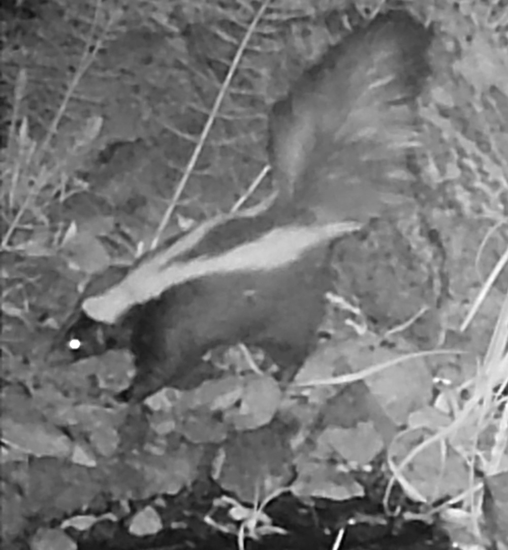Skunk