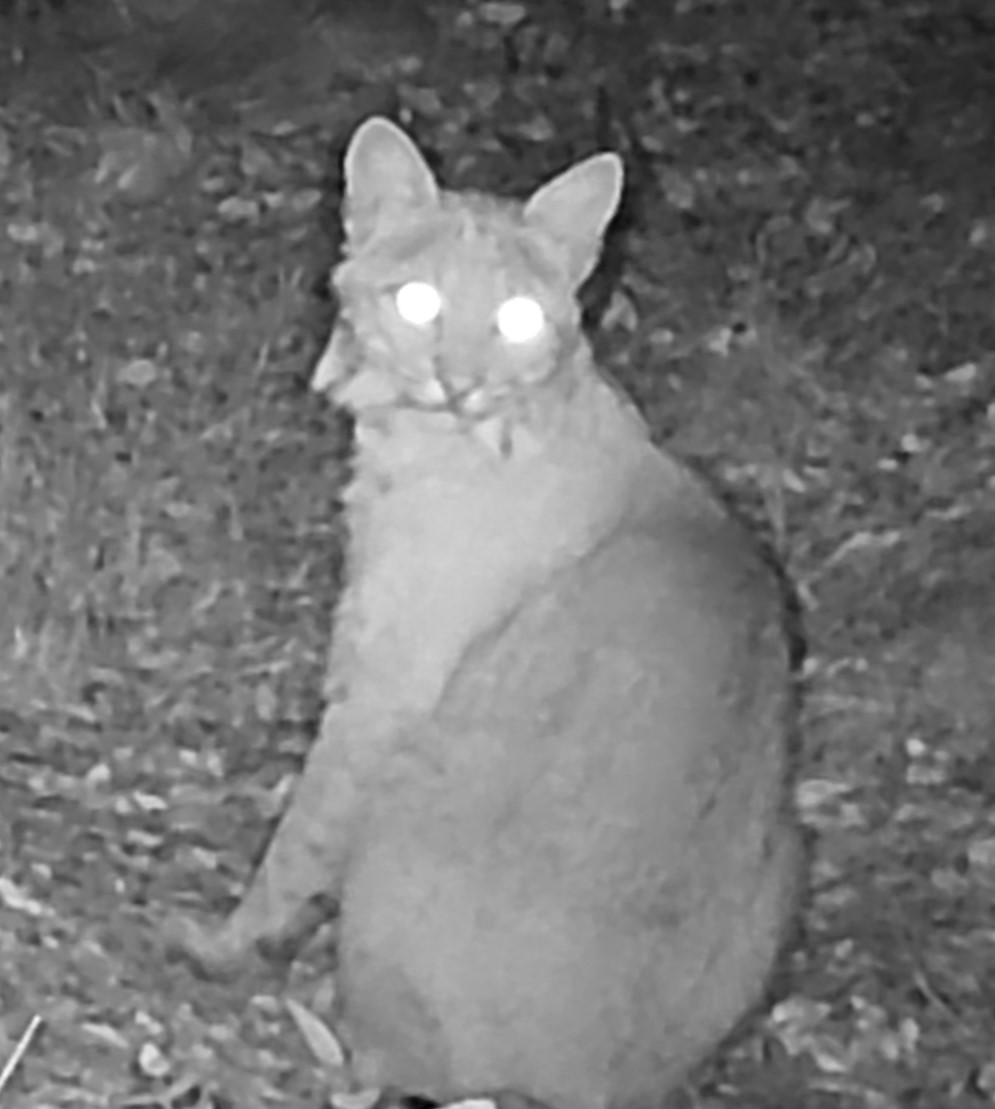Bobcat
