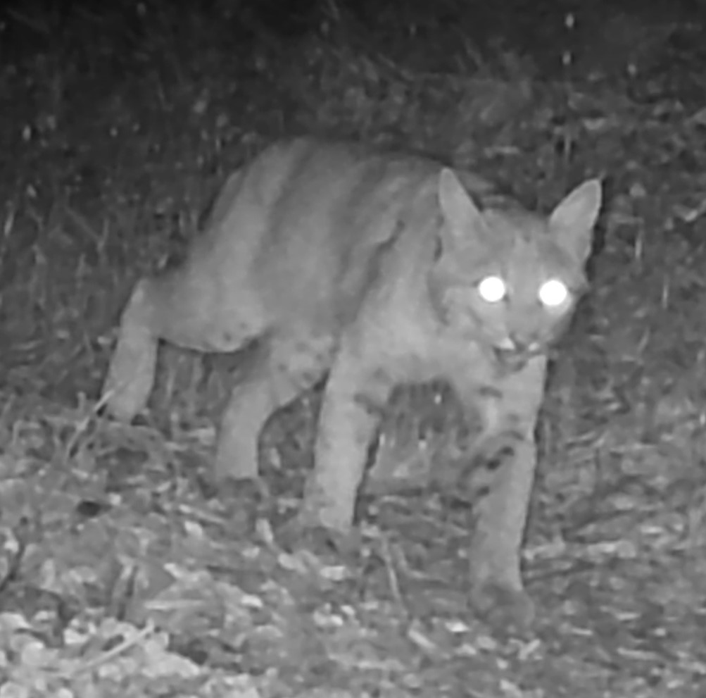 Bobcat