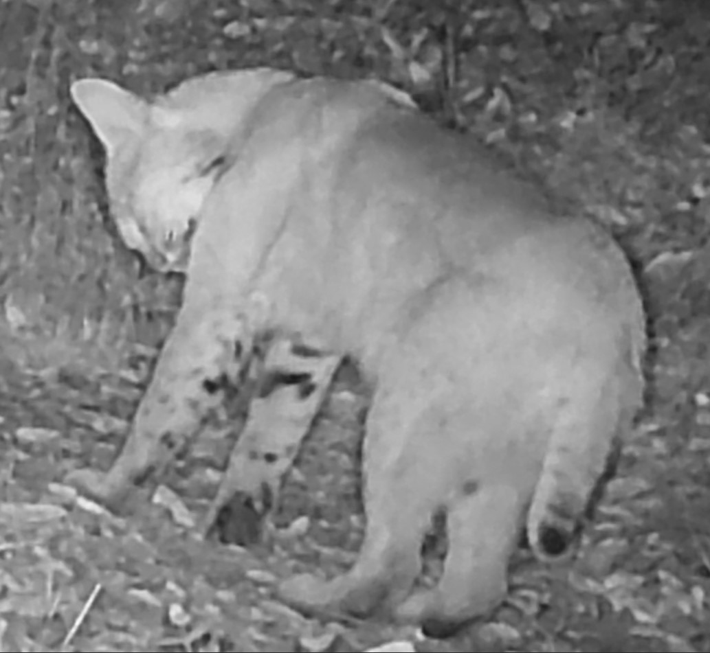 Bobcat