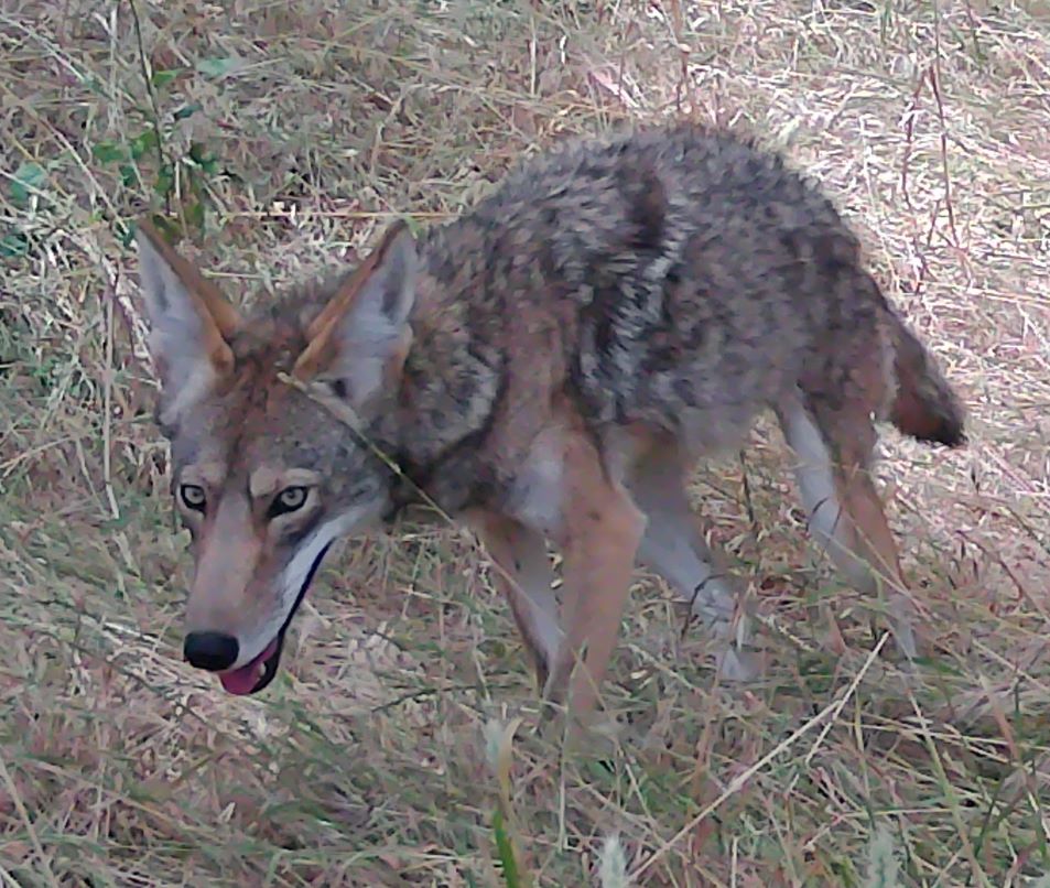 Coyote