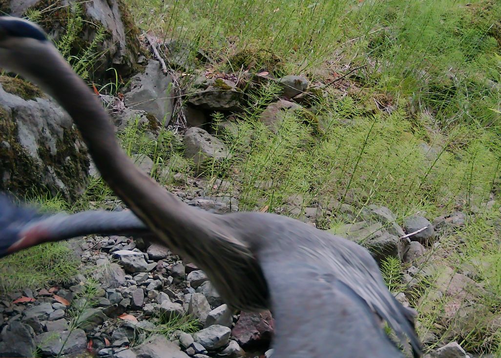 Mystery heron