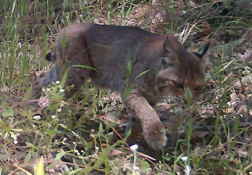 Bobcat