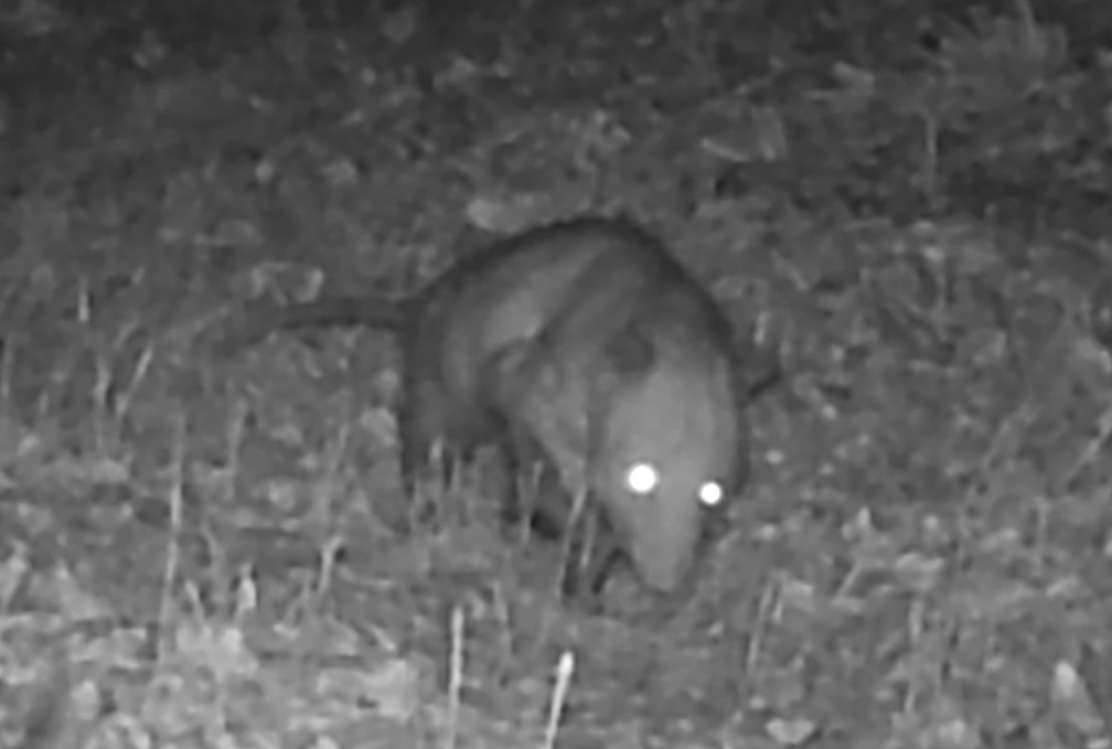 Opossum
