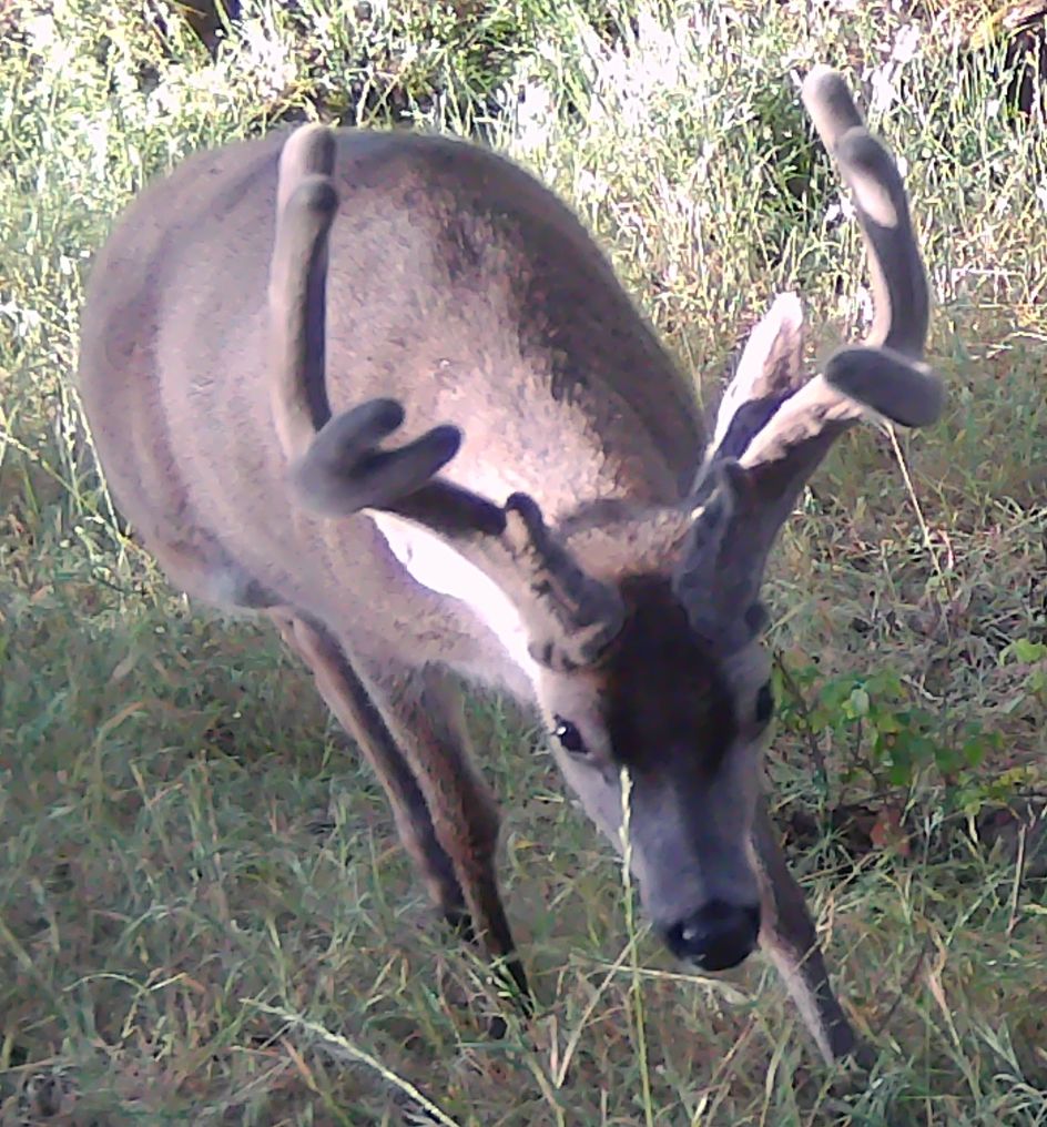 Blacktail buck in mid-June