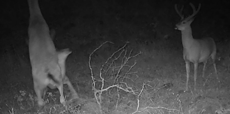 Pre-rut continued