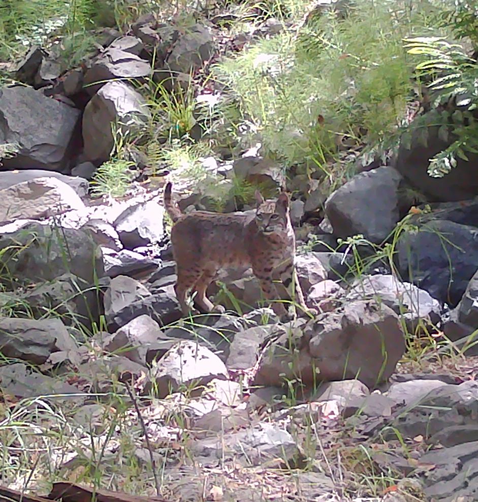 Bobcat
