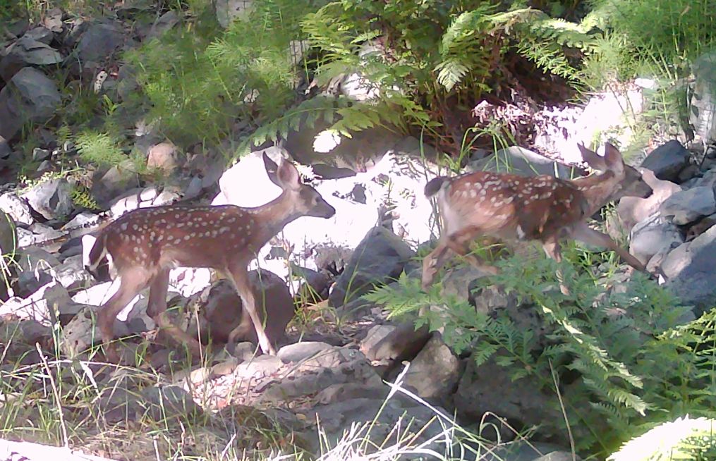Blacktail fawns