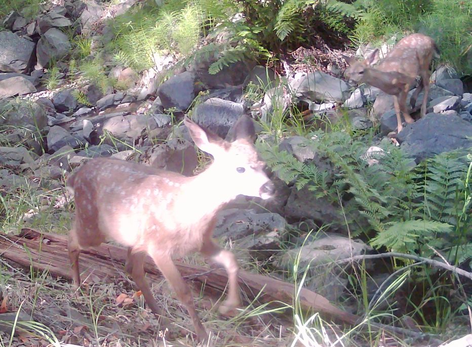 Two fawns