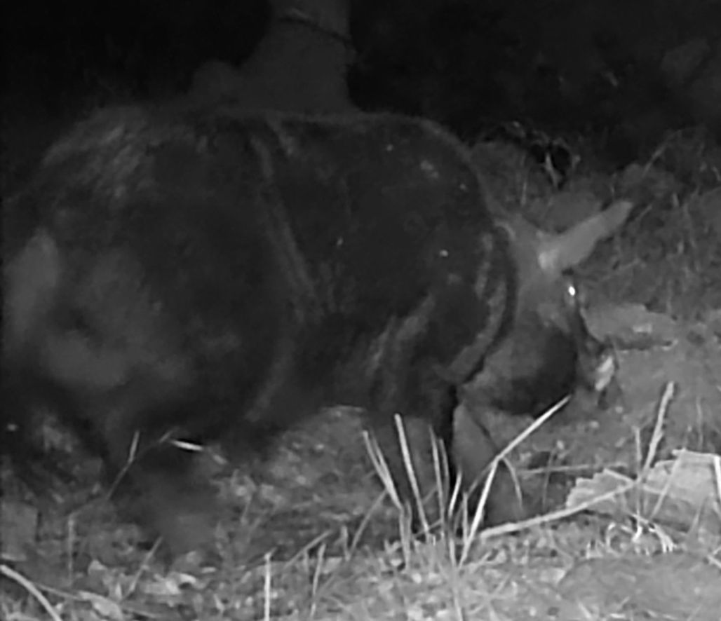 Feral boar