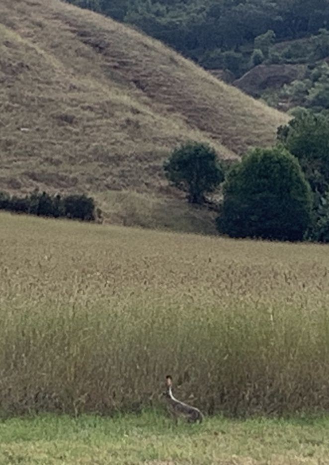 Jack rabbit