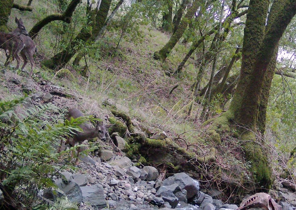 Deer returning to the creek