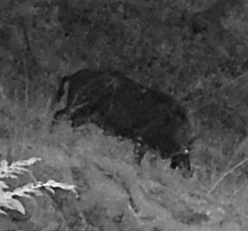 Feral sow