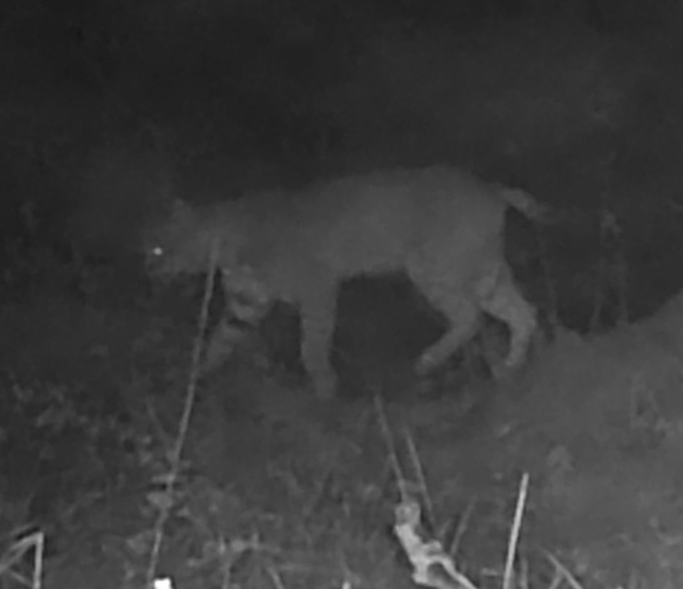 Bobcat in profile