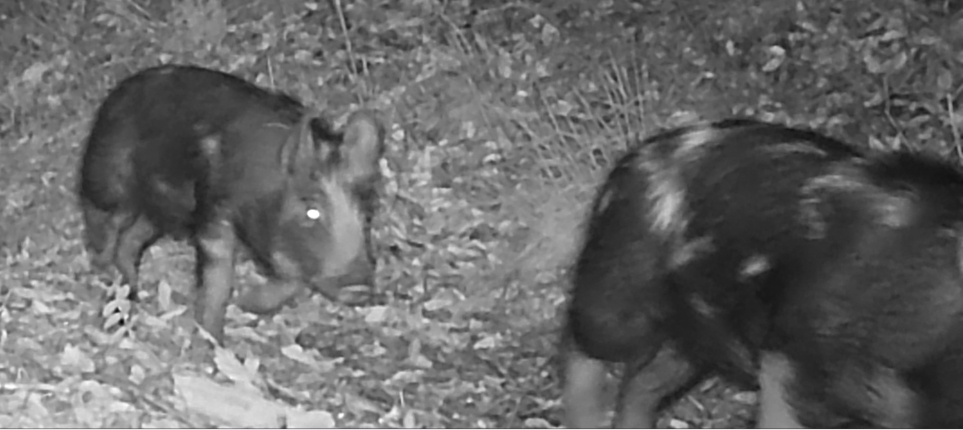 Feral piglets