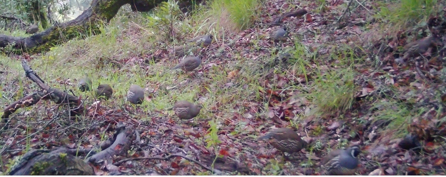 Covey of valley quail