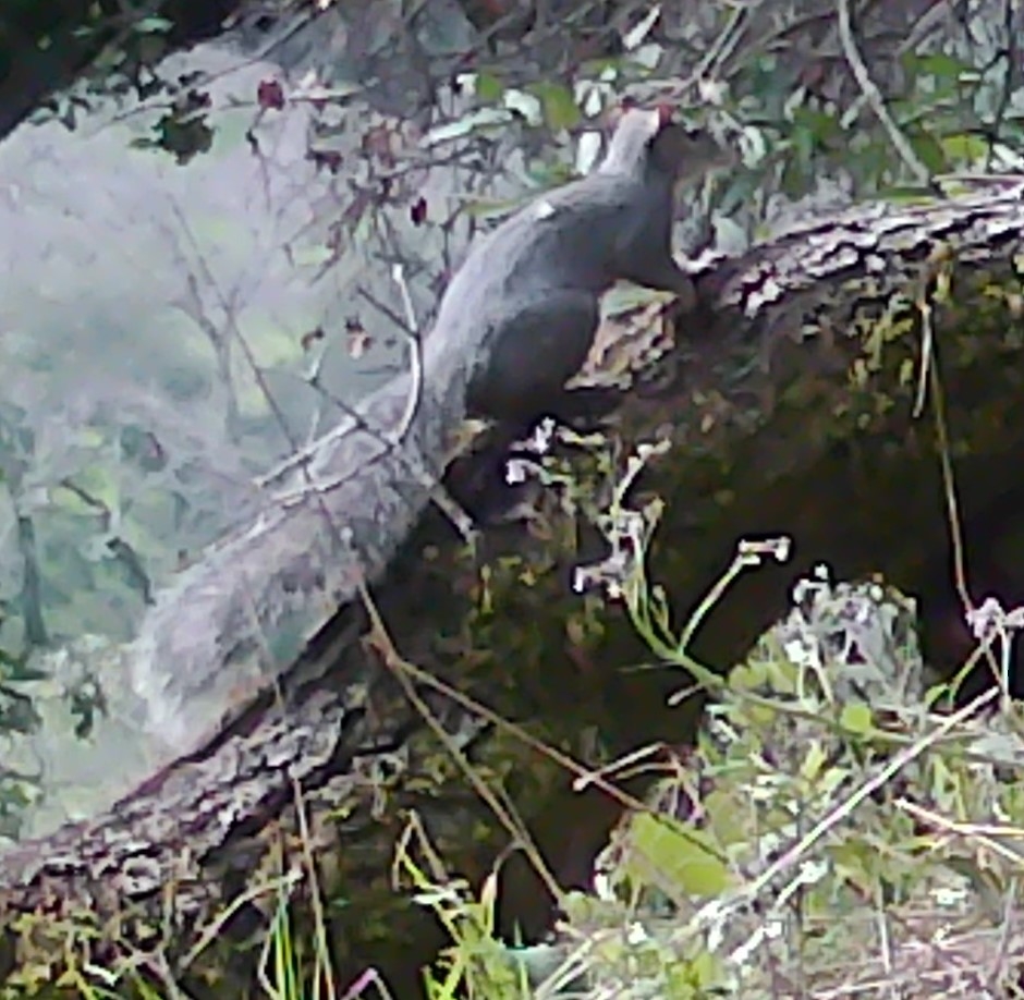 Gray squirrel