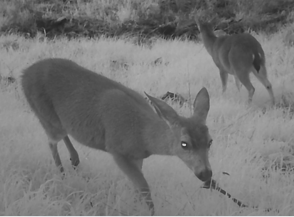 Deer at twilight