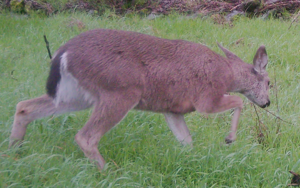 Deer in winter coat