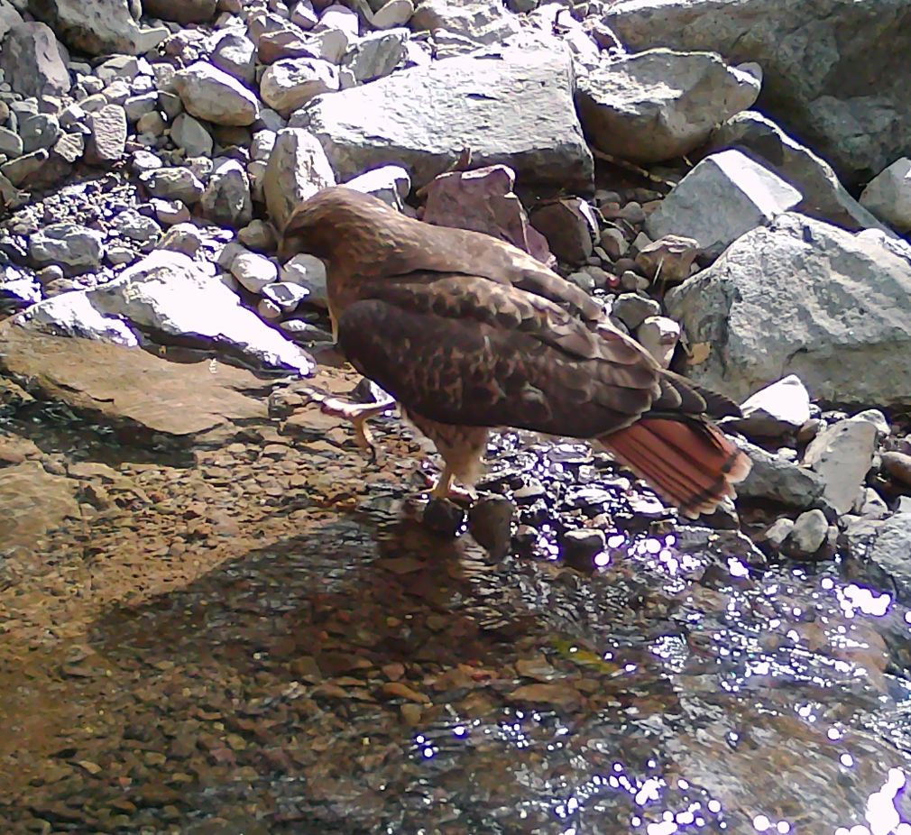 Redtail hawk