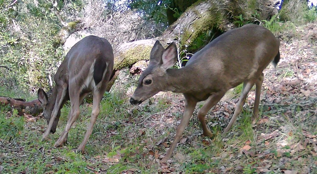 Blacktail deer