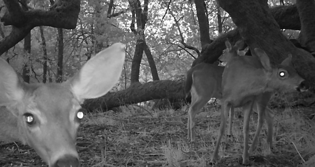 Blacktrail deer