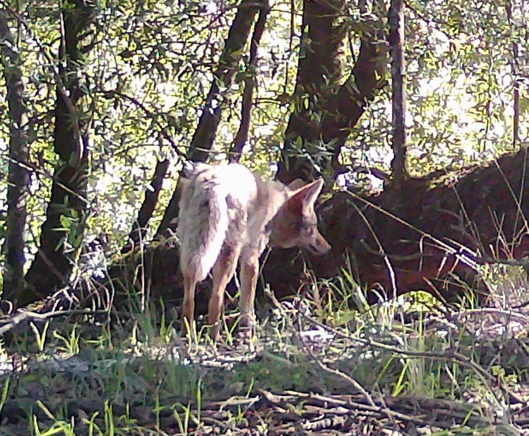 Coyote