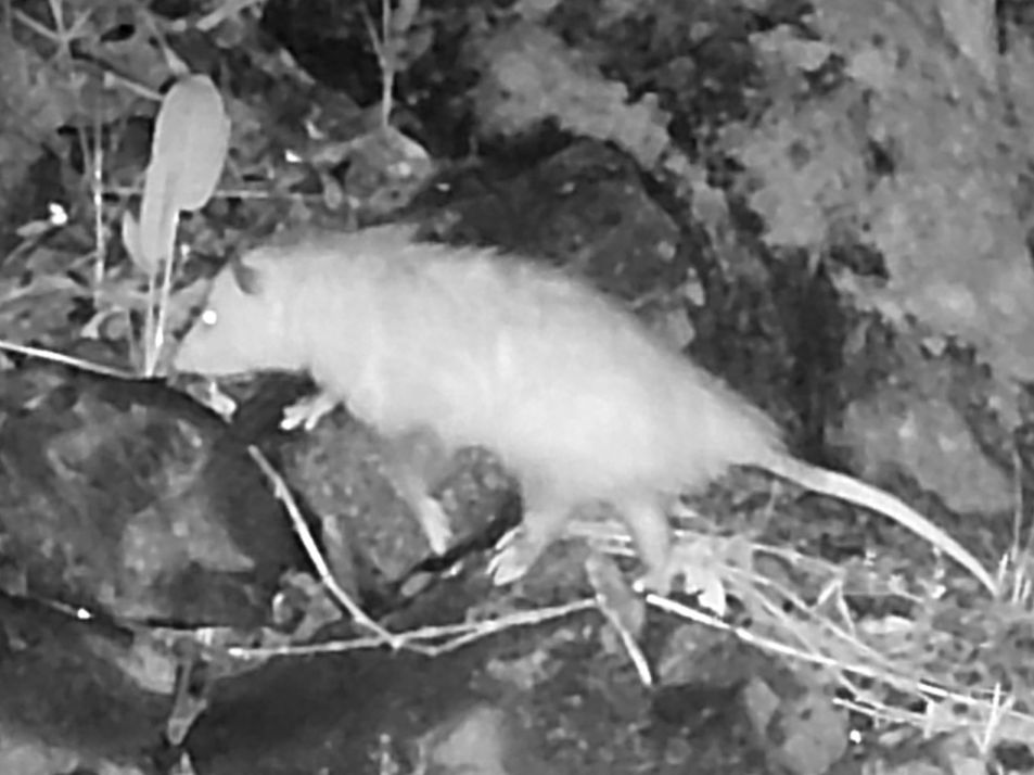 Opossum