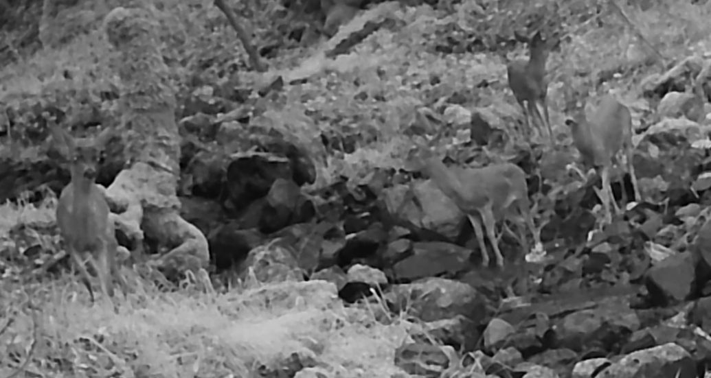 Four blacktail deer