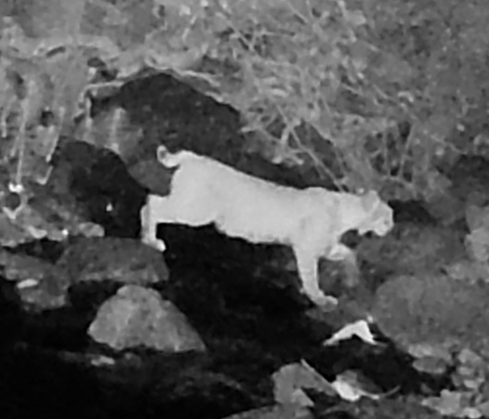 Bobcat