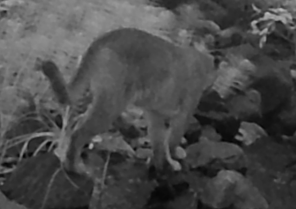 Cougar, image #1