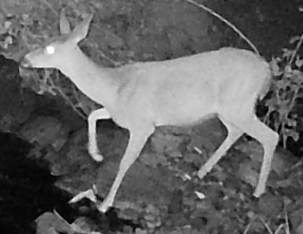 Blacktail deer at dawn
